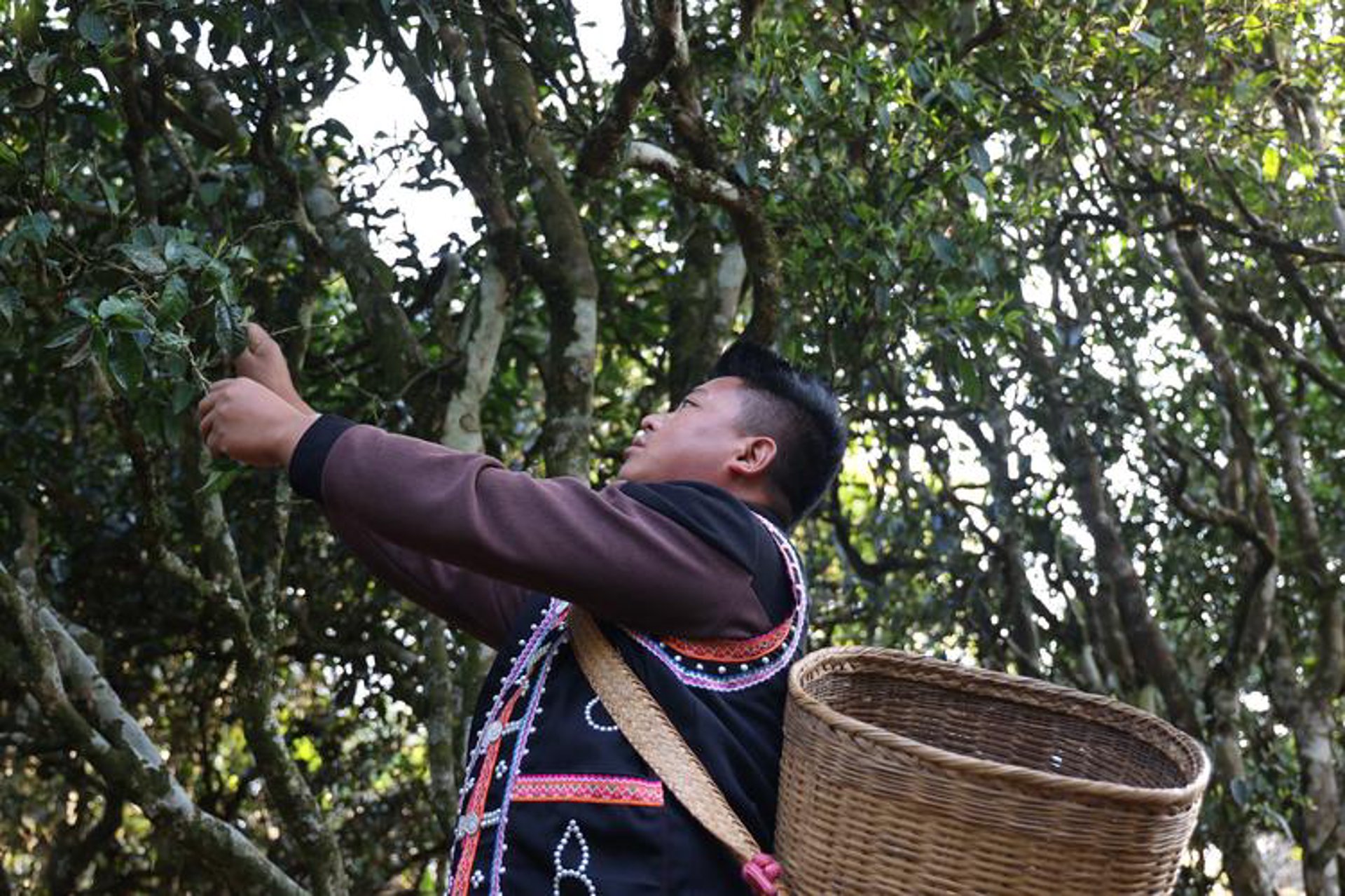 澜沧古茶坊
